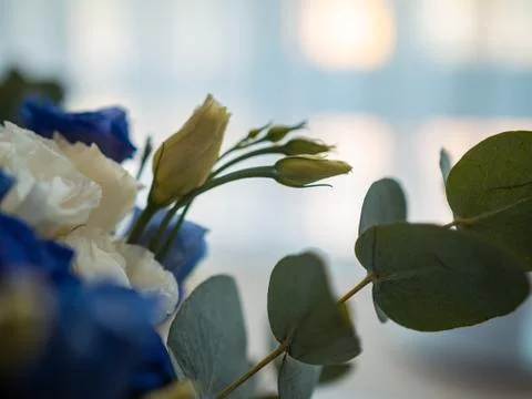Selective focus closeup shot of blue and white flowers with green leaves Stock Photos
