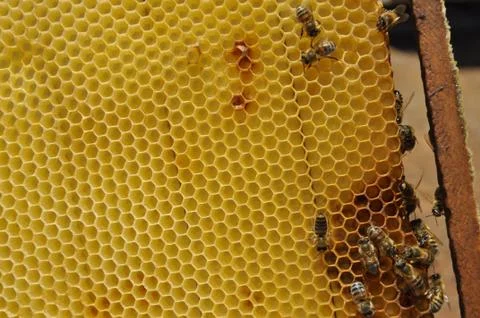A selective focus closeup shot of a bunch of hard-working bees on a delicious Stock Photos