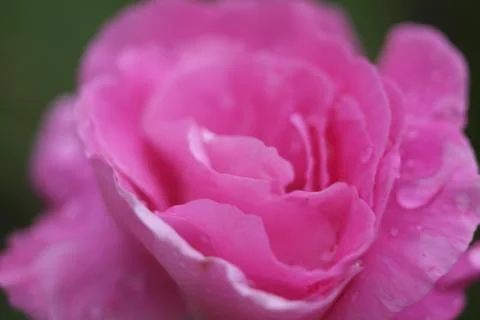 Selective focus closeup shot of damask rose flower with dew on the petals Stockfoto's