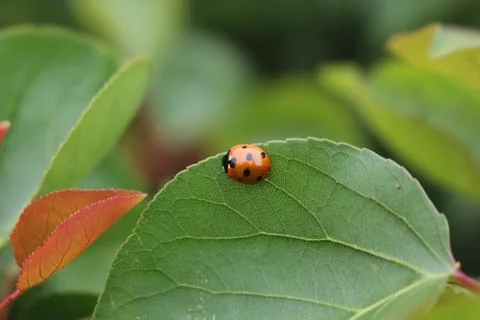 Selective focus closeup shot of a single cute ladybug on a fresh plant lead Stock Photos