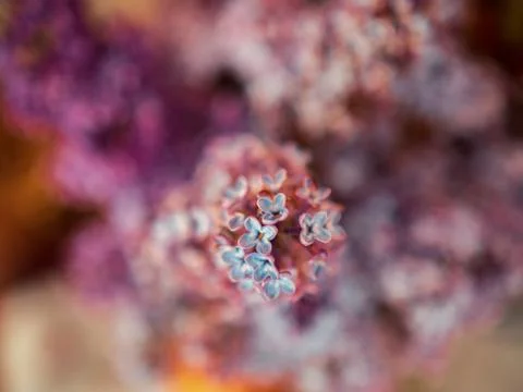 Selective focus closeup shot of small blue flowers on a blurry background Foto stock