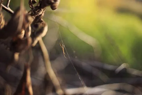 Selective focus closeup shot of a tiny spider on a web Stock Photos