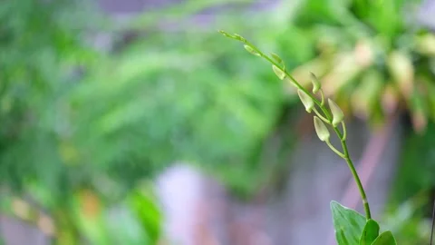 Selective focus of A cluster of orchid buds not yet in bloom. Stock Footage 300074607