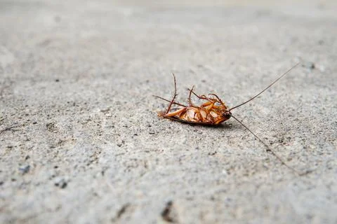 Selective focus of cockroach on the cement Stock Photos