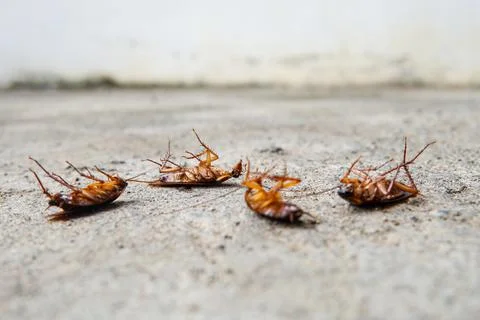 Selective focus of cockroach on the cement Stock Photos