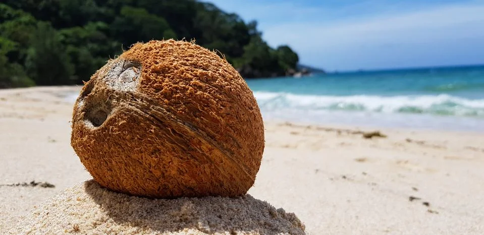 Selective focus, coconut on the sand, copyspace Stock Photos