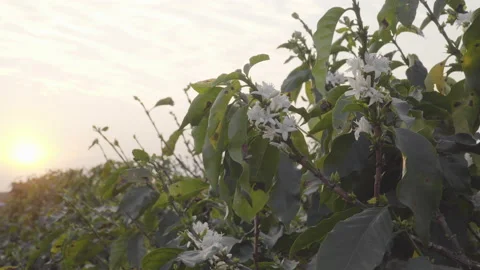 Selective focus on coffee blossom, sunset sun backlight Stock Footage 162990281