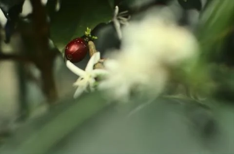 Selective focus of a coffee cherry on a branch, foreground an unfocused flower Foto stock