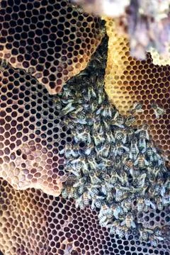 Selective focus on a colony of wild bees Stock Photos