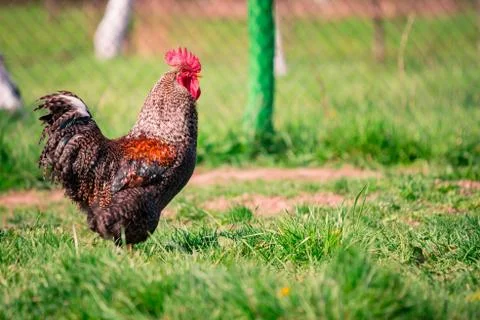 Selective focus of a colorful and patterned rooster standing on the grass Foto stock