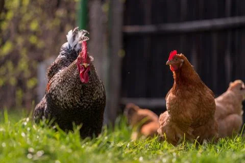 A selective focus of a colorful and patterned rooster and a brown hen standin Foto stock