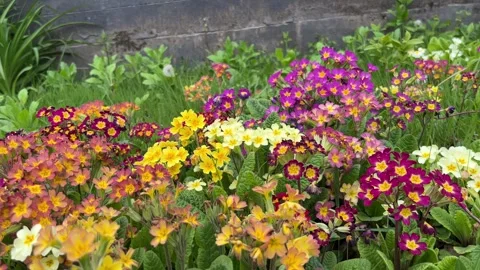 Selective focus colorful primrose flowers in bloom Stockbeeldmateriaal 334328863