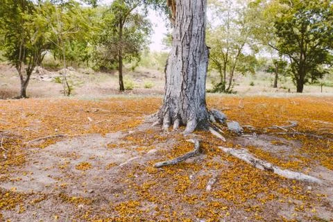 Selective focus Complex above ground root system of a tree surrounded by fall Stock Photos