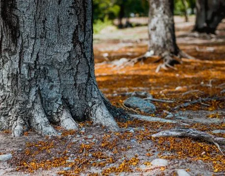 Selective focus Complex above ground root system of a tree surrounded by fall Stock Photos