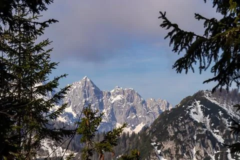 Selective focus on conifer tree with scenic view of snow covered mountain r.. Stock Photos