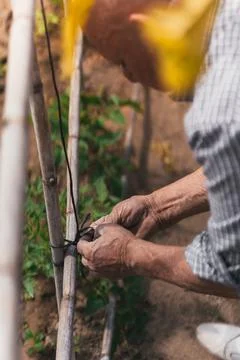 Selective focus on the construction of a reed-based structure Stock Photos