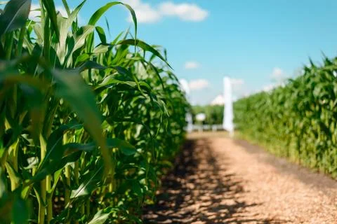 Selective focus on corn leaves. Road in the field and blue sky. Stock Photos