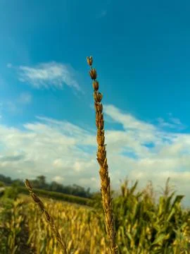 A selective focus on a corn tassel with a blurred background Stock Photos