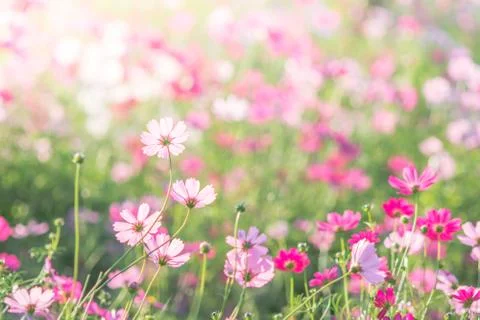 Selective focus of Cosmos Stock Photos