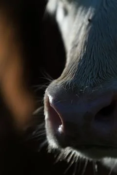 Selective focus of cows muzzle or nose closeup Stock Photos