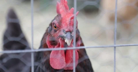 Selective focus of crest and face of a hen. Close up of head 스톡 동영상 119083746