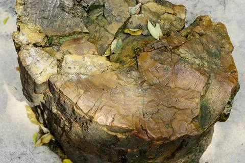 Selective focus, cross-section of old wood fossils Stock Photos