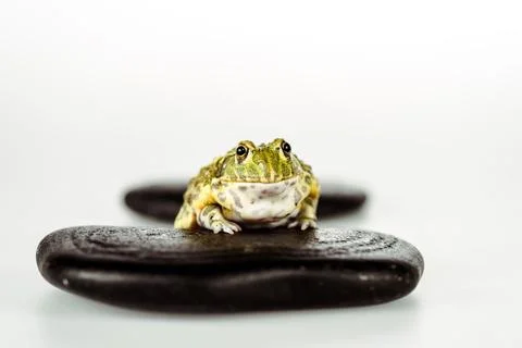 Selective focus cute green frog Stock Photos