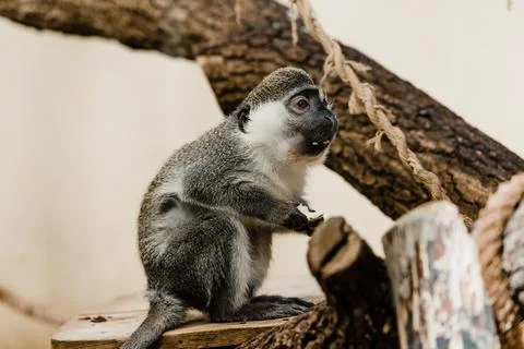 Selective focus cute monkey sitting Stock Photos