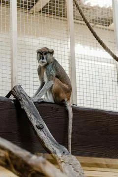 Selective focus cute monkey sitting Stock Photos