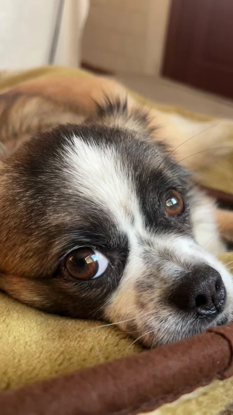 Selective focus cute puppy portrait lying comfortably on soft fabric Stock Footage 334326871