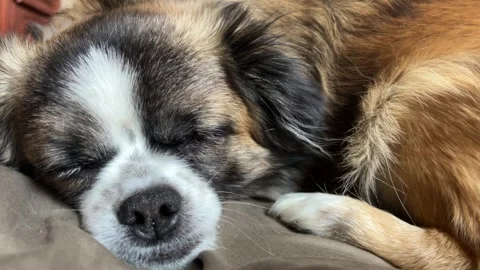 Selective focus cute small canine sleeping close-up on warm blanket Stock Footage 334326812