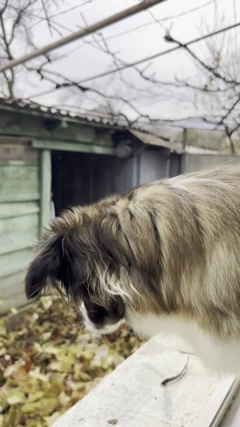 Selective focus cute small dog sitting on windowsill looking outside Stock Footage 334327341