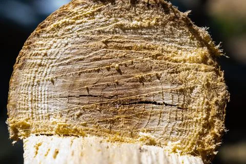 Selective focus of cutted tree in full frame Stock Photos