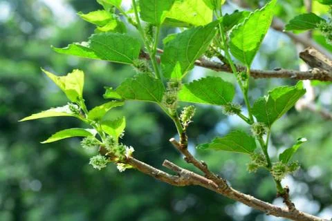 Selective focus of Cutting off  top mulberry tree, with blurred other backgro Stock Photos