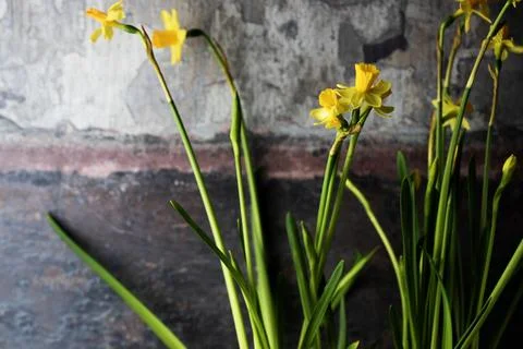 Selective focus on daffodils. Close up. Background Stock Photos