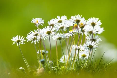 Selective focus daisies background Stock Photos