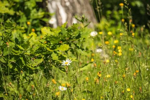 Selective focus of daisies blooming on the forest edge and other flowers. Stock Photos