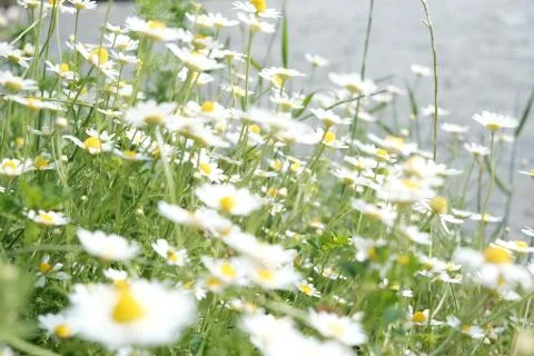Selective focus on daisies next to river bank Stock Photos