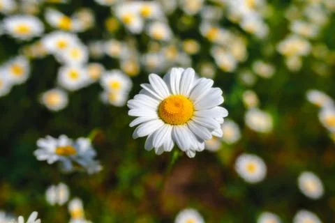 Selective focus daisy flowers - wild chamomile. Green grass and chamomiles .. Stock Photos