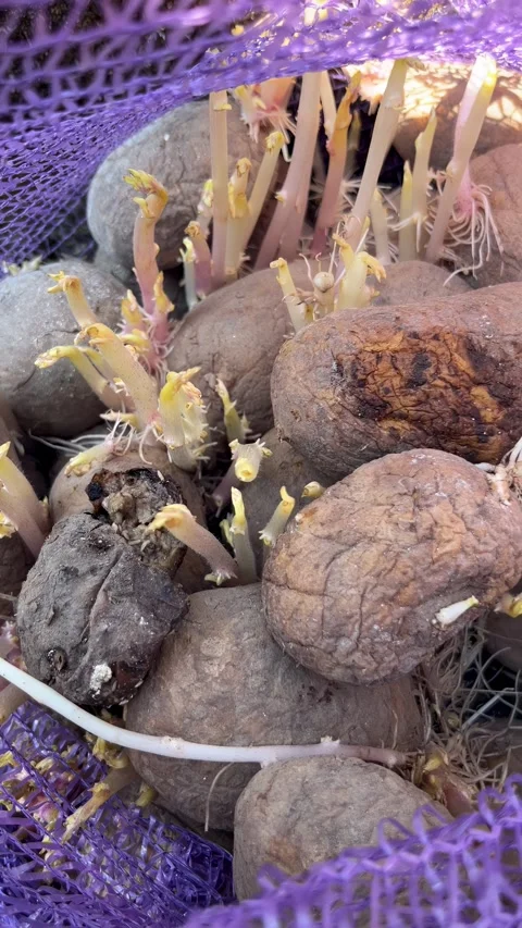 Selective focus damaged potatoes with green sprouts in mesh bag 動画素材 335588730