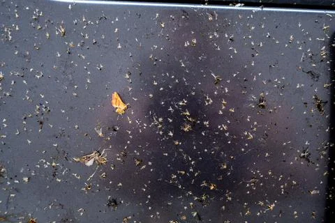 Selective focus on dead bugs splattered to the front grill and plates of a Stock Photos