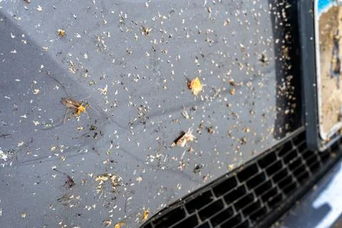 Selective focus on dead bugs splattered to the front grill and plates of a Stock Photos