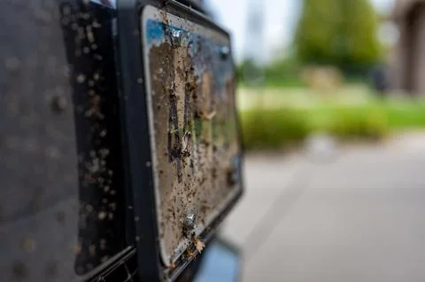 Selective focus on dead bugs splattered to the front grill and plates of a Stock Photos