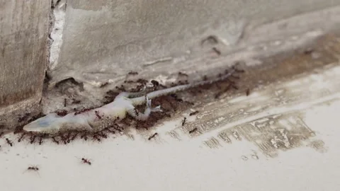 Selective focus on A Dead lizard is surrounded by black ants Stock Footage 200866942