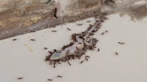 Selective focus on A Dead lizard is surrounded by black ants Stock Footage 200867069