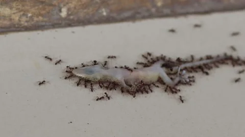 Selective focus on A Dead lizard is surrounded by black ants Stock Footage 200867170
