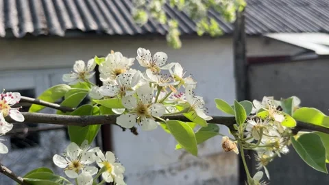 Selective focus delicate pear blossom flowers in bloom Stockbeeldmateriaal 334328401