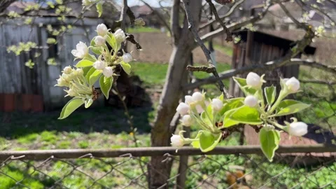 Selective focus delicate pear flowers blooming in spring garden Stock Footage 334328182