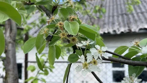 Selective focus delicate pear flowers in bloom Stock Footage 334329885