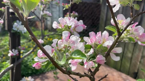 Selective focus delicate pink apple blossom petals in springtime Stock Footage 334328414